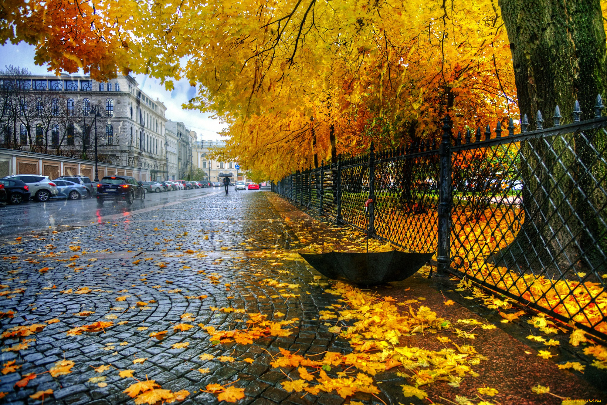 Листья над городом. Золотая осень в СПБ Петроградка. Осень в городе. Осень дождь. Осенний город.